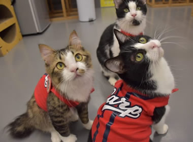 カープ猫も３３年ぶりの日本一に向けて応援するニャ（保護猫カフェ）