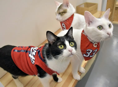 保護猫カフェでまったり、カープ猫と一緒に応援しませんか